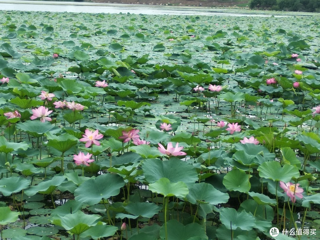 沈阳丁香湖游记攻略