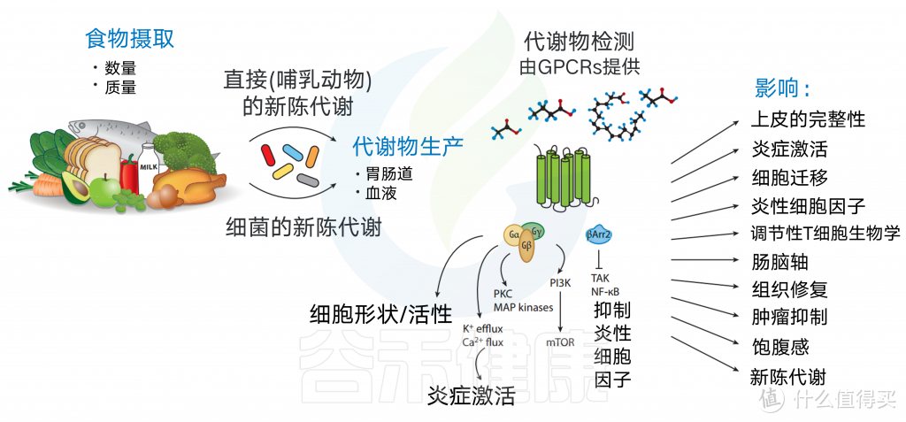 肠道菌群与健康：你的第二大脑如何影响全身 - 解密体内的微生物王国