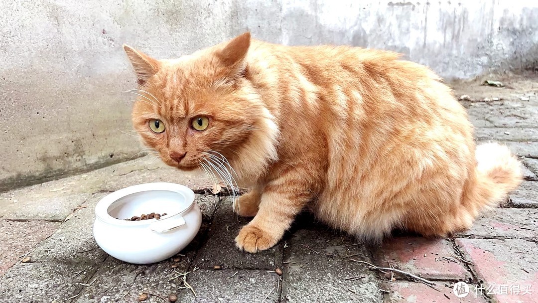 评测：东哥送的麦富迪猫粮到底怎么样？流浪猫大肥橘表示很喜欢！