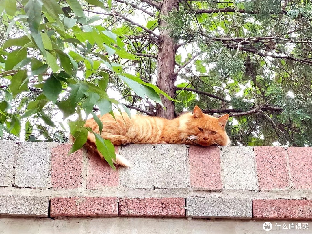 评测：东哥送的麦富迪猫粮到底怎么样？流浪猫大肥橘表示很喜欢！