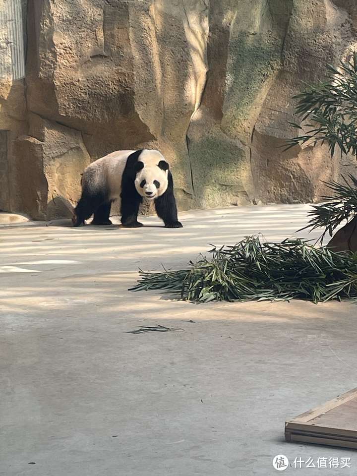 暑假成都看熊猫