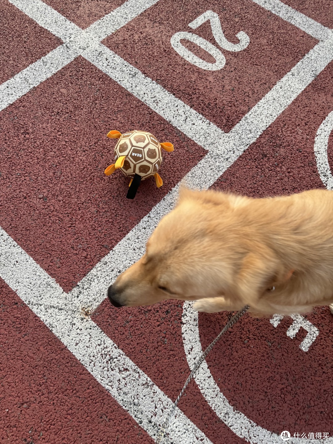 金毛玩具大推荐！让你的毛孩子乐翻天！🐶