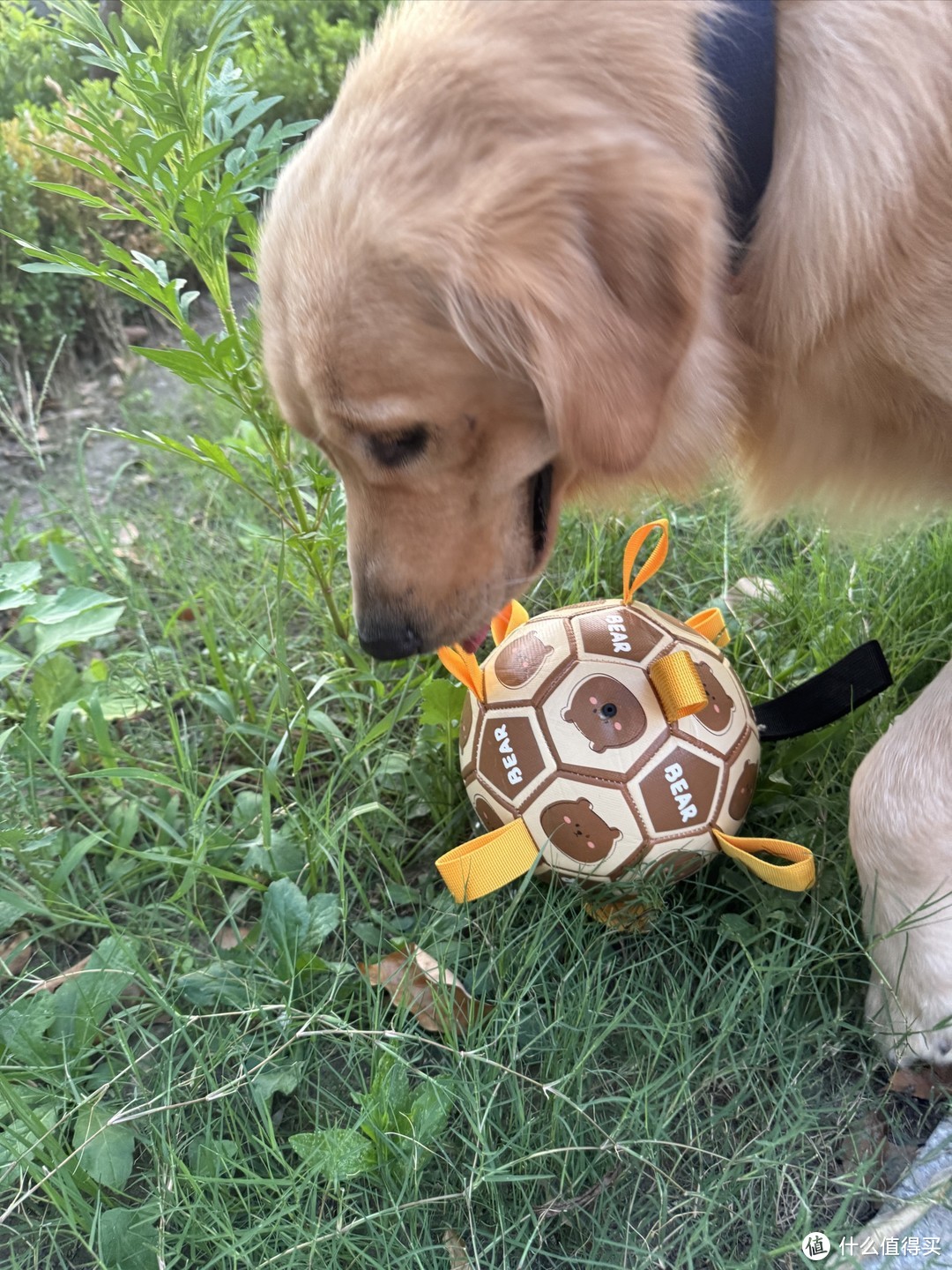 金毛玩具大推荐！让你的毛孩子乐翻天！🐶