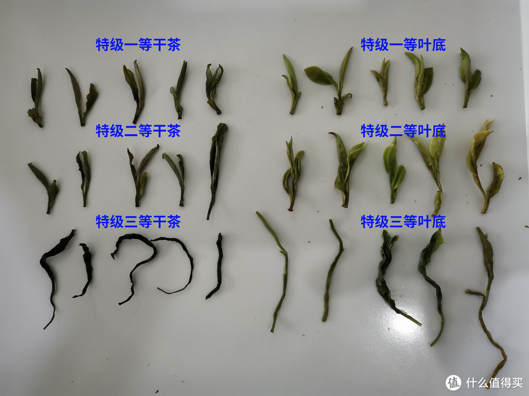 绿茶有哪些品种？好喝实惠的绿茶品牌排行榜前十名推荐