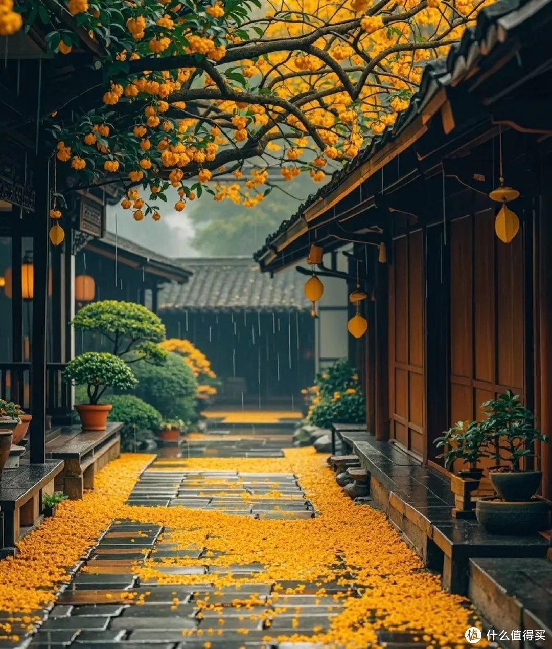 江苏一家的“桂花树”，因颜值太高走红，美得如诗如画，太惊艳了