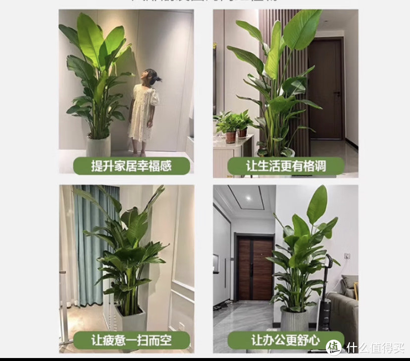 绿植谁不喜欢呢？绿植选购指南来啦