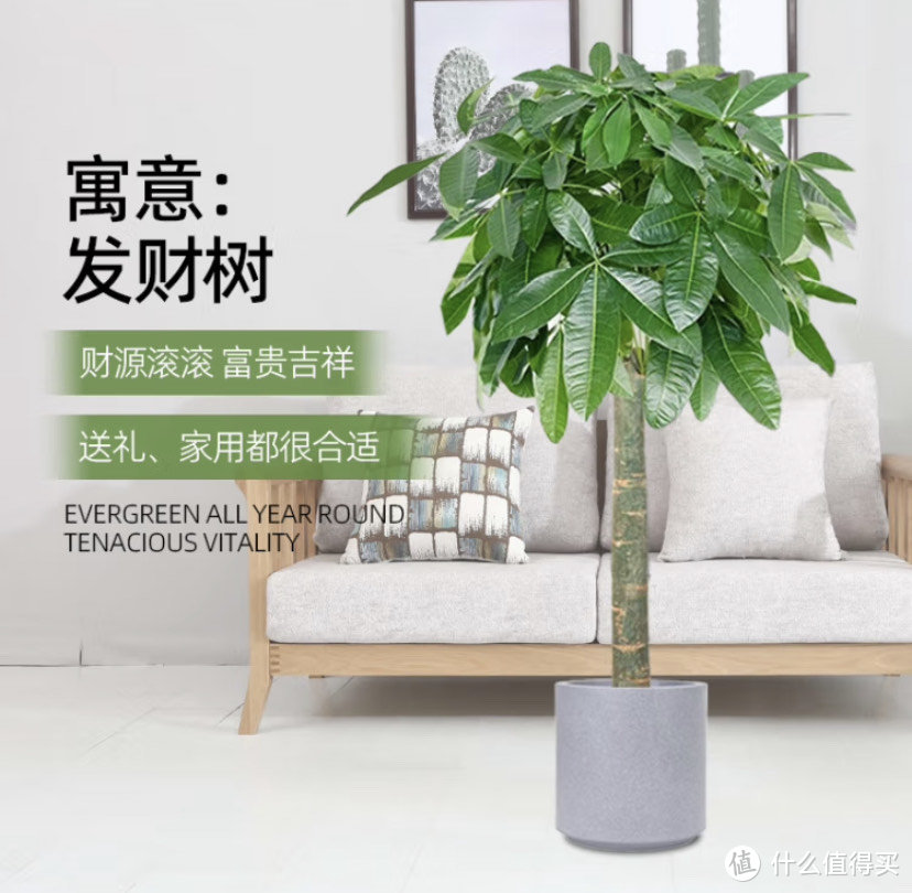 绿植谁不喜欢呢？绿植选购指南来啦