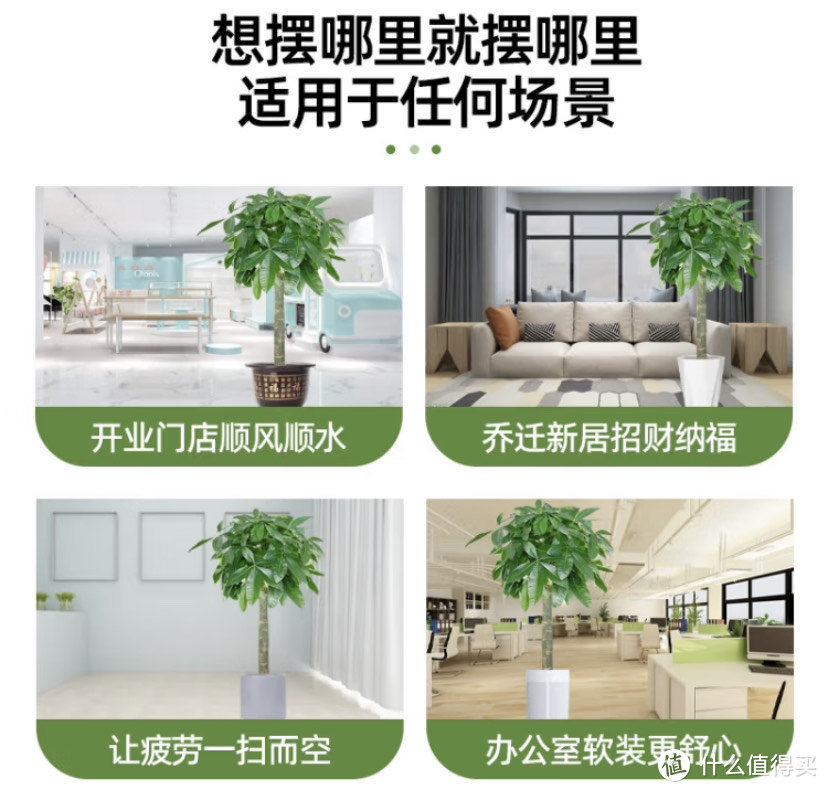 绿植谁不喜欢呢？绿植选购指南来啦