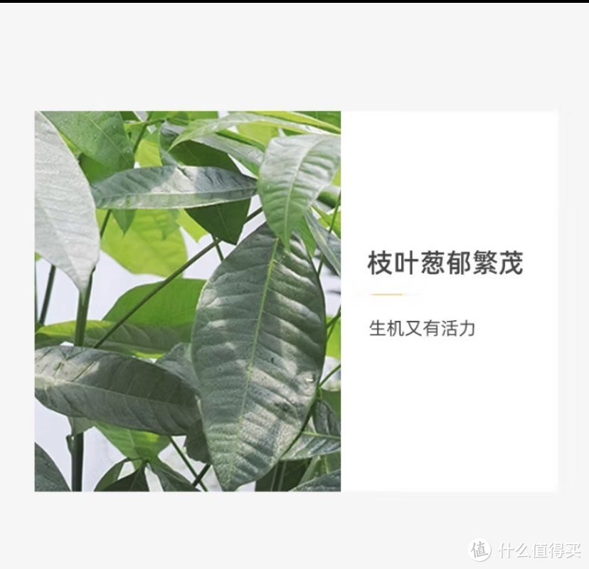 绿植谁不喜欢呢？绿植选购指南来啦