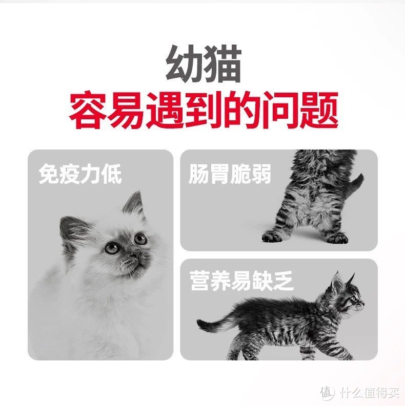 喵星人的盛宴！探索皇家猫粮背后的营养学奥秘！