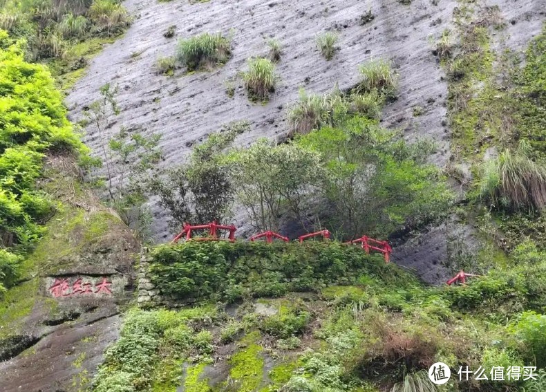 说说传奇名茶-大红袍；实惠、品质与免费大红袍推荐