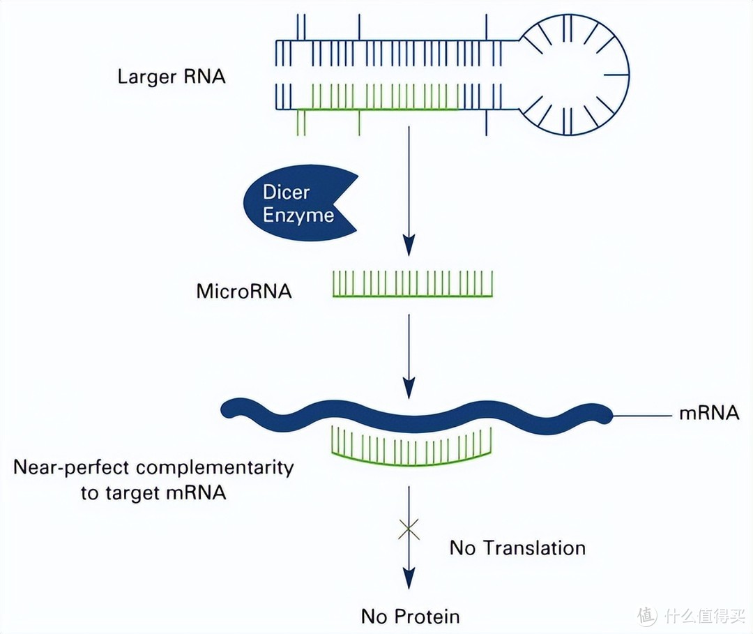 2024诺奖揭晓，micro RNA有什么作用？