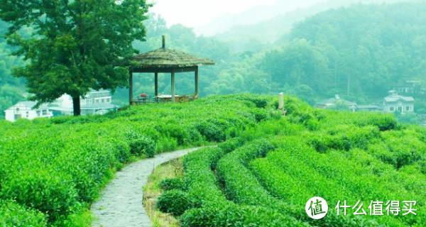 谷雨节气介绍，谷雨是春季的最后一个节气！