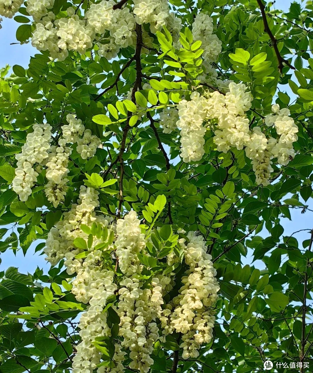 院子再大，也别种这5种“花草树木”，防止花旺人不旺！