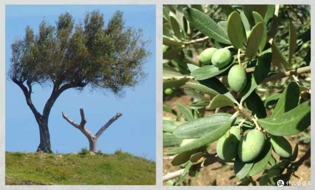 吃货告诉你，食用橄榄油有哪些种类？橄榄油怎么吃更健康？