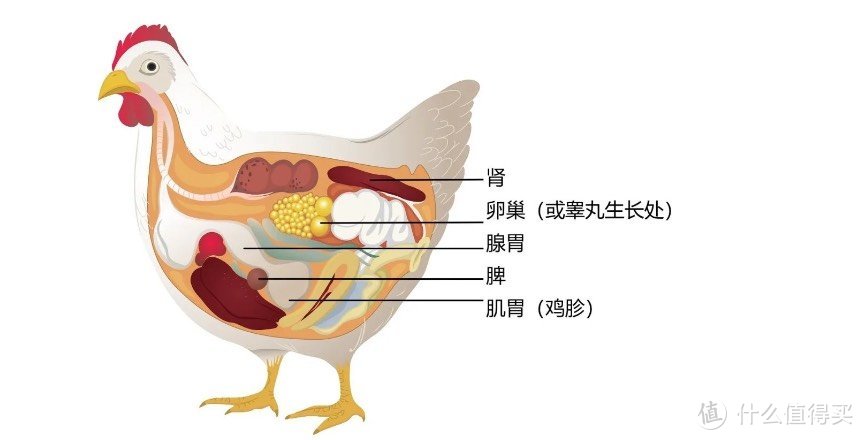 还是示意图友好一些，鲜肉，就，血淋淋