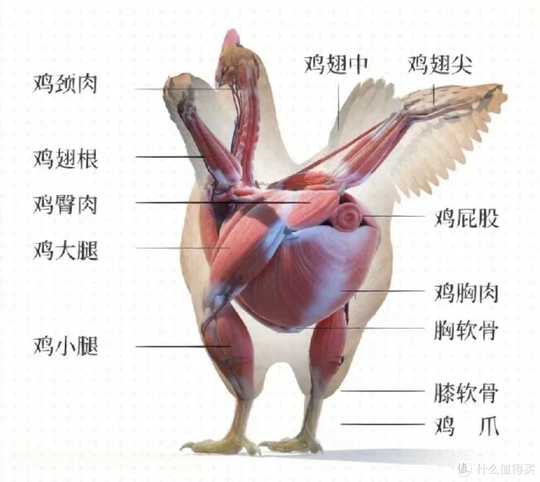 下次自己画一个吧，如果不懒的话、、、