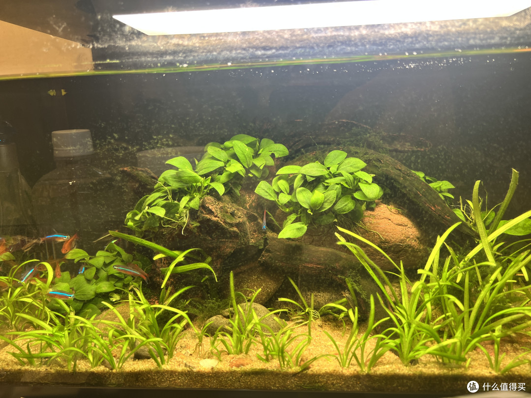 小米鱼缸，一年使用下来，不吐不快！优缺点分享！