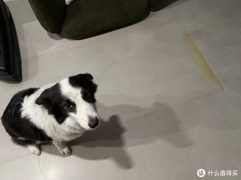 与爱犬共赏大自然风光