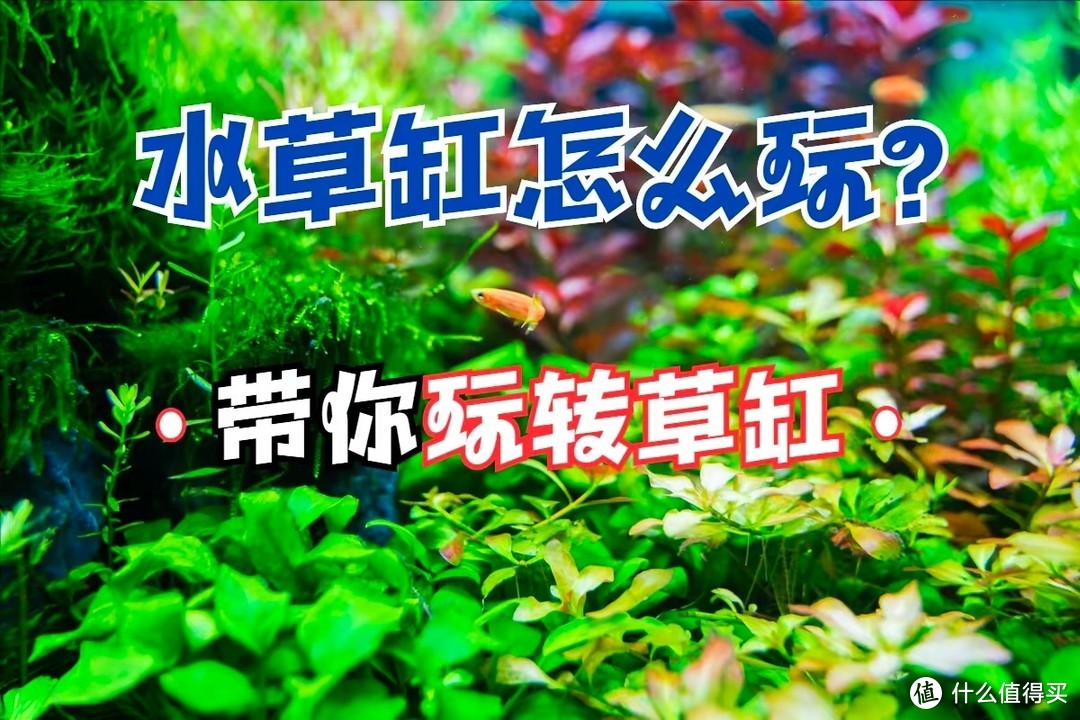 想要玩水草缸？这些设备你要有，知道这些你就能玩明白了