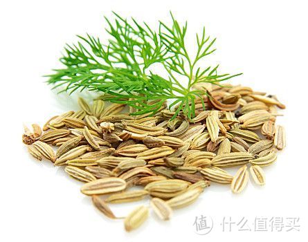 茴香和孜然一样吗？哪种香味浓郁？