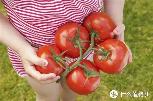 🍅西红柿的营养价值与快手菜推荐