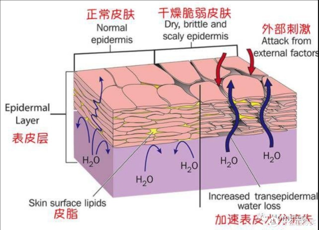 紧致抗皱精华液怎么挑选好？测评揭秘行业红黑榜！