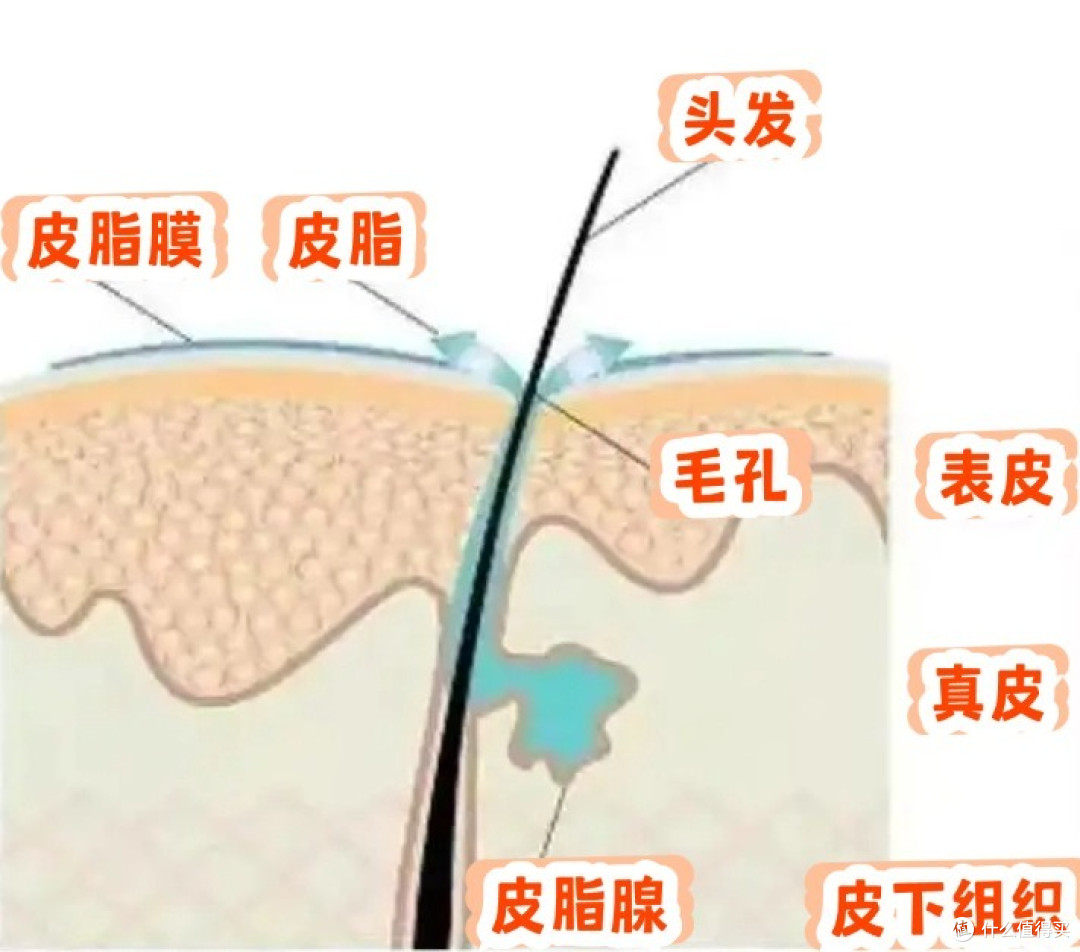分享我的油头神级洗护好物——海飞丝控油绿瓶！秋冬真的赢麻了...