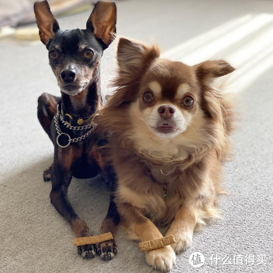 为什么新西兰宠粮品牌Sundaypets要致力于宠物慢食？