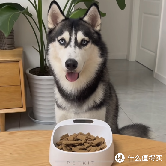 为什么新西兰宠粮品牌Sundaypets要致力于宠物慢食？