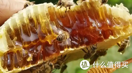 什么牌子蜂蜜好？盘点3款正宗蜂蜜,香甜浓郁,无添加质量有保证