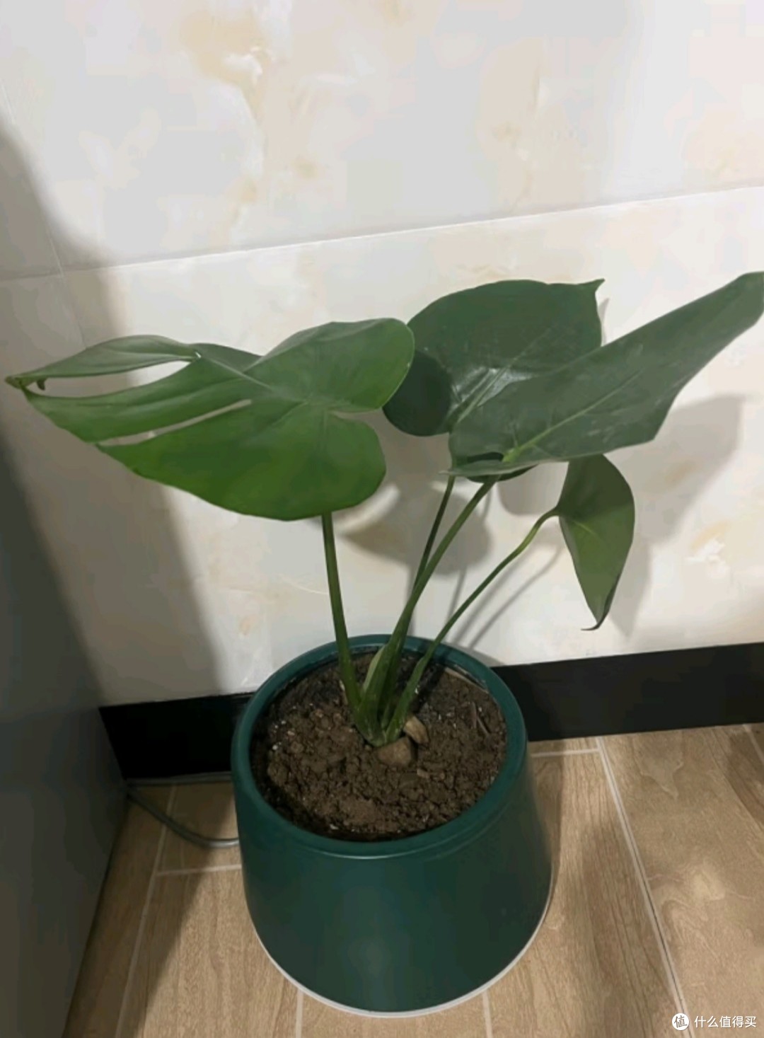 两个月不浇水能活的盆栽=一两个月不浇水的绿色植物
