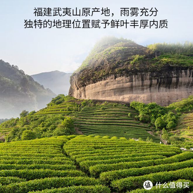 岩茶是什么茶？有哪些香气？