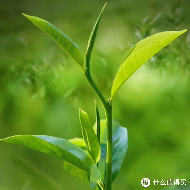 岩茶是什么茶？有哪些香气？