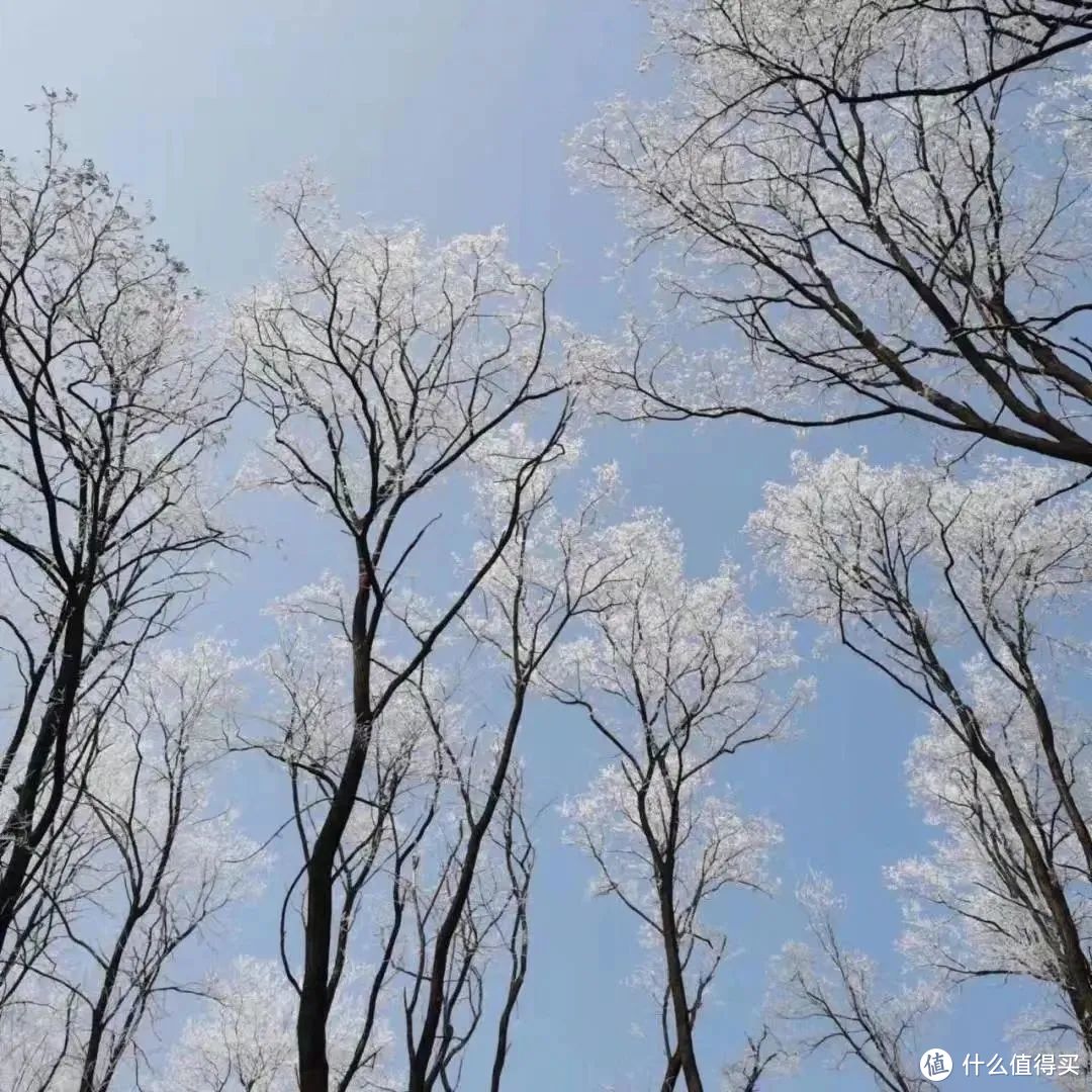 万树琼花一夜开，都和天地色皑皑