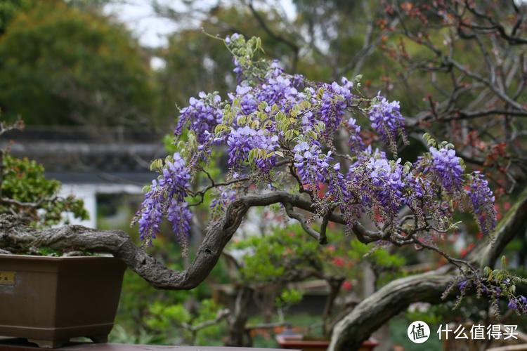 紫藤盆景：打造属于你的自然角落