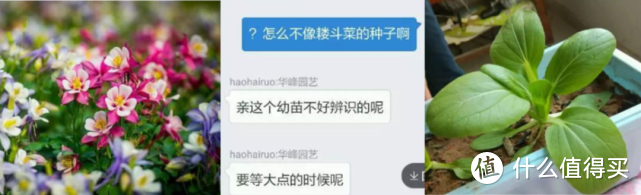 作为养花人，谁还没买过宿迁苗木“盲盒”啊？