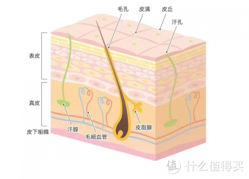 贝复美探秘是肌肤自我修复