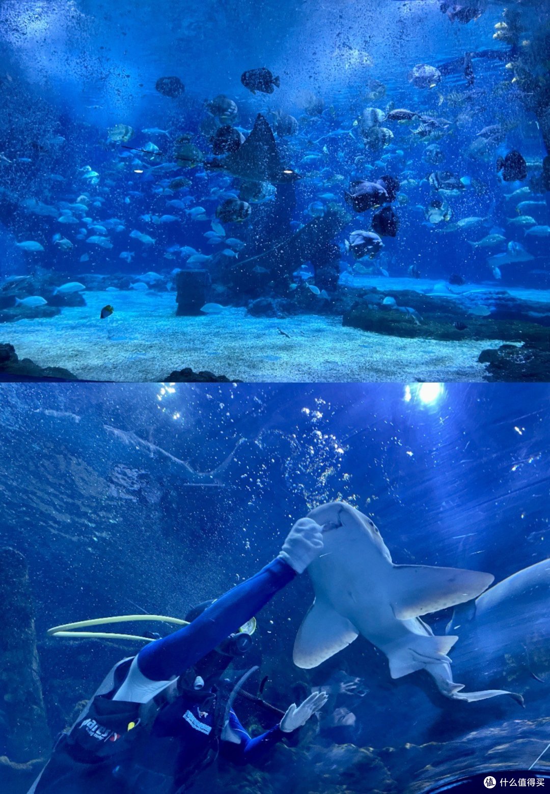 杭州遛娃|好玩又出片的长乔极地海洋公园