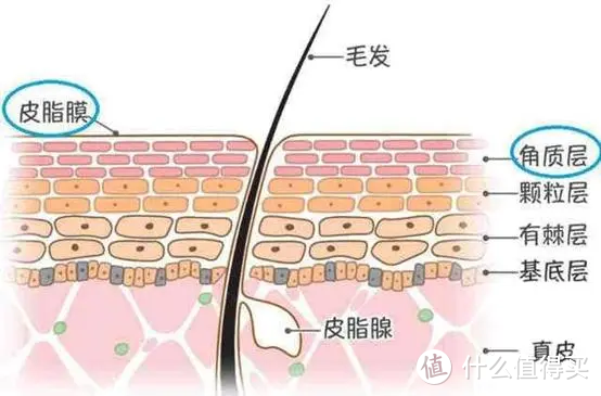 油皮黑头粉刺？敏皮紧绷泛红？可能是洗脸没洗对，没事！我教你洗