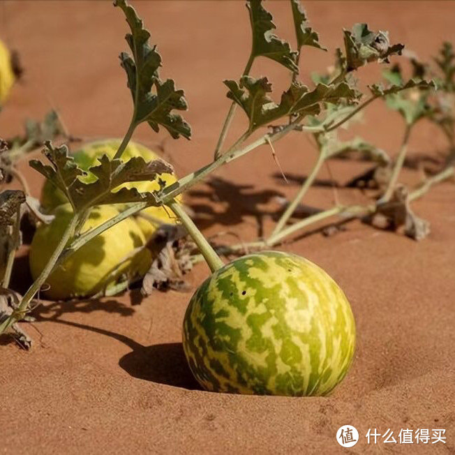 沙漠西瓜切开图片图片