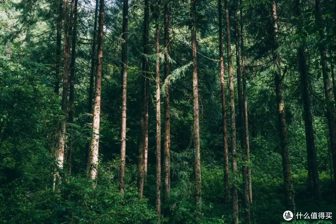 这里的秋天无平替！抓住最后的尾巴，赶紧再玩一趟~