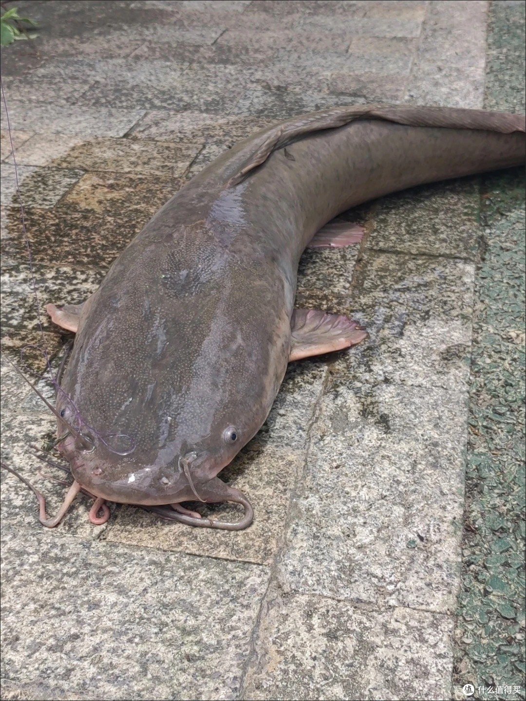 征服埃及鲶我在2024学会钓鱼啦