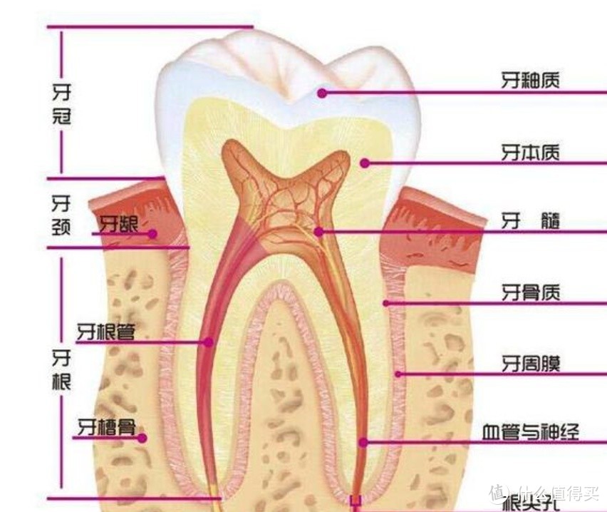 什么电动牙刷性价比最高？小白必看，五款口碑产品种草