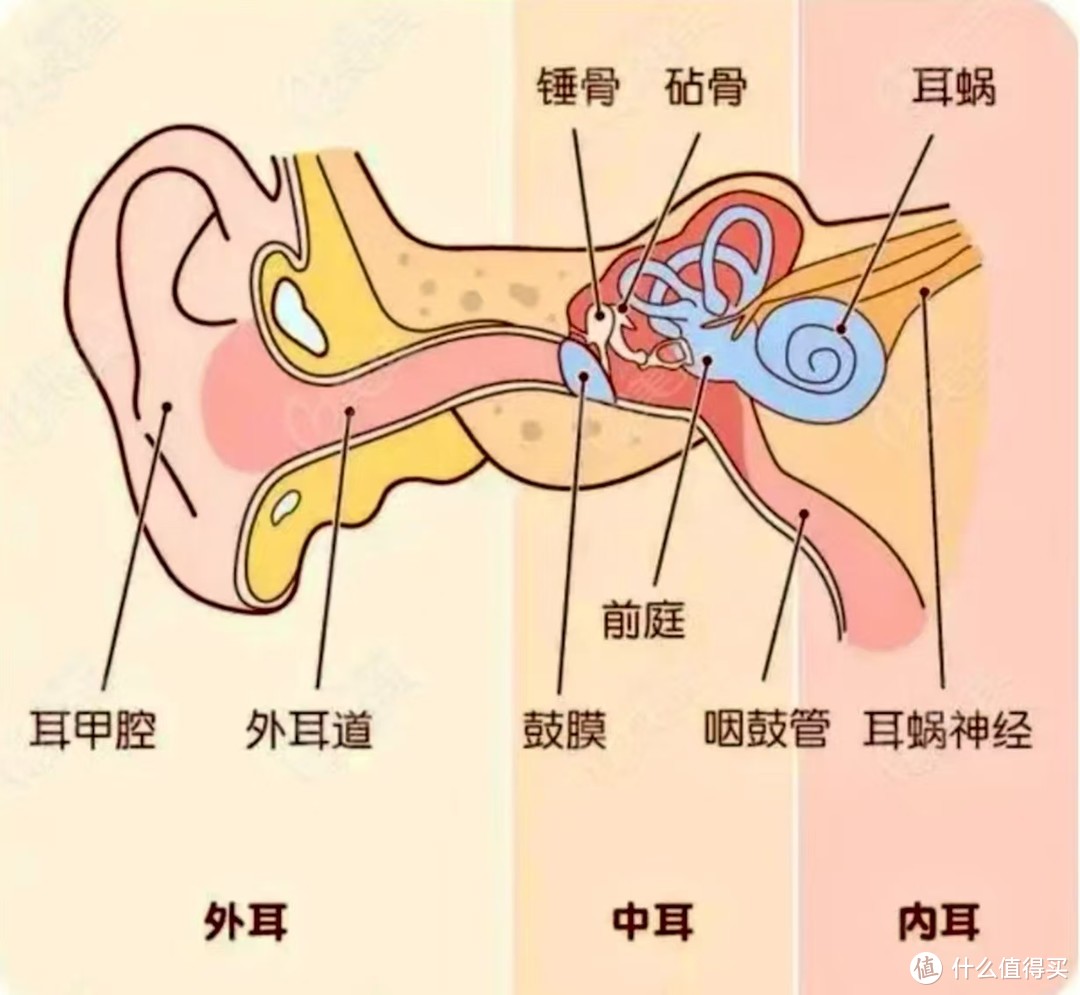 人类耳朵结构图图片