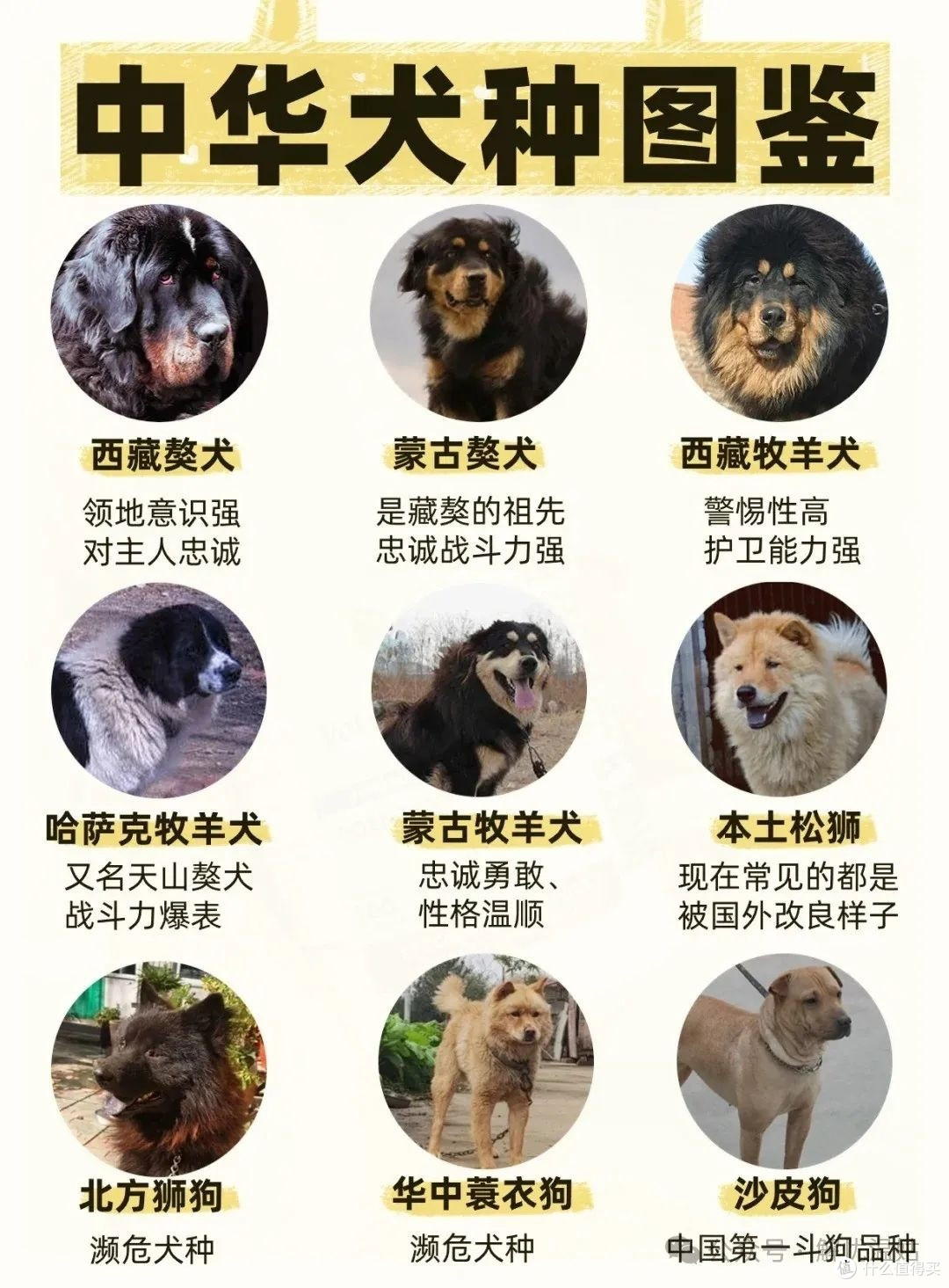 中华田园犬🐶不叫小黑小黄🐶中华犬每只都有自己的名字‼️_狗狗_什么值得买