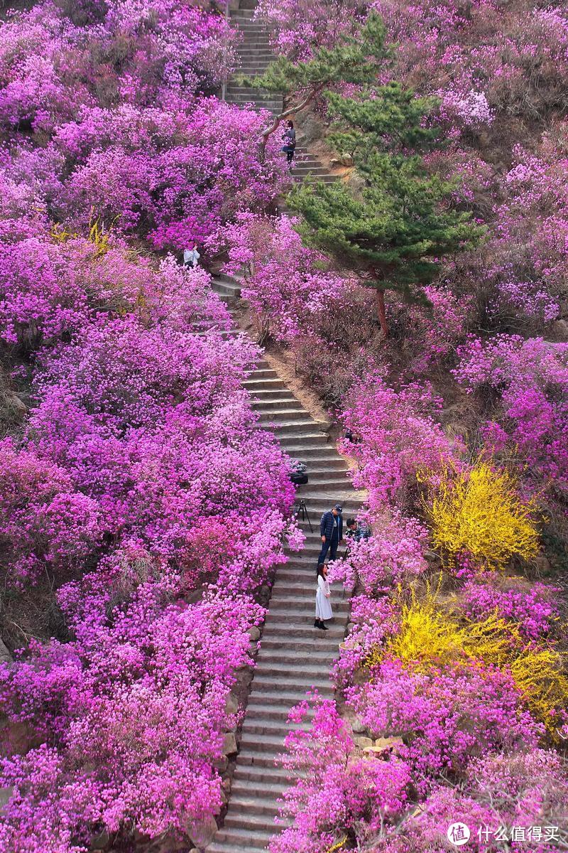 花100块钱办了张旅游年卡，今年打算带娃无限刷动物园！