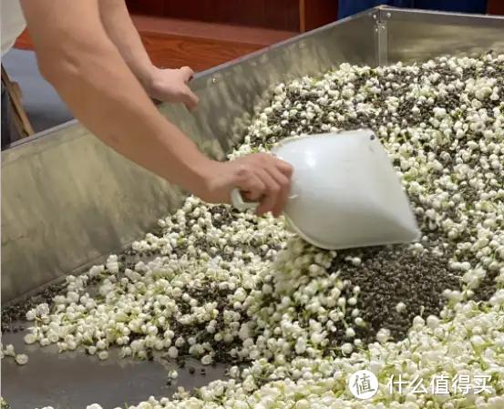 茉莉花茶怎么选？什么品牌茉莉花茶比较好喝？