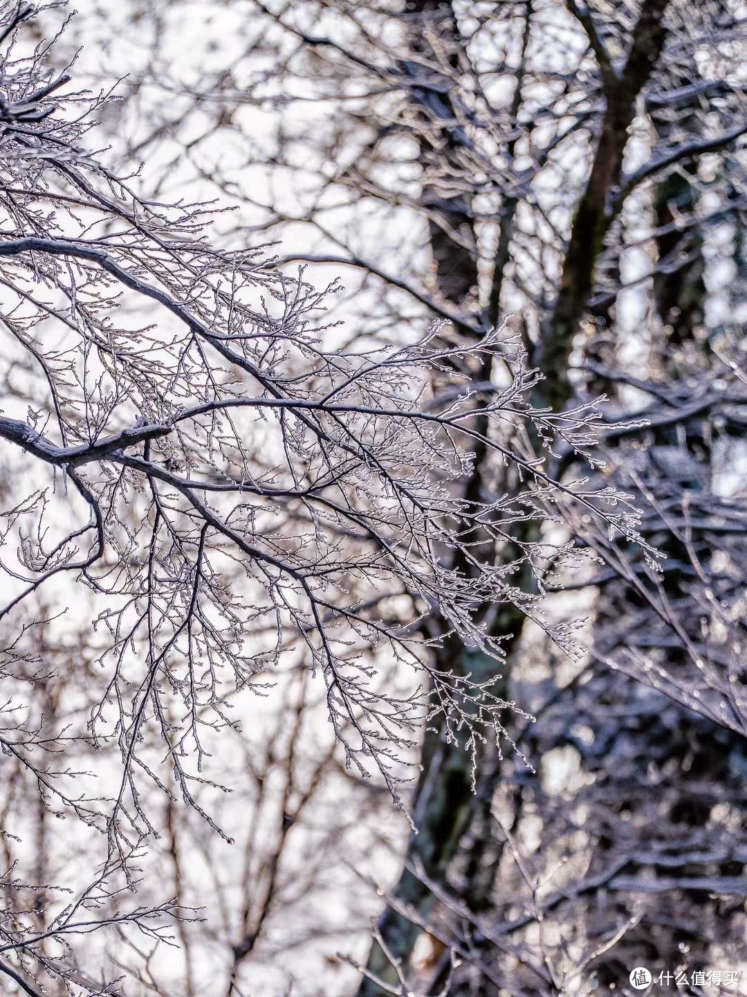 冬季滑雪好去处：北方磅礴与南方灵秀兼具