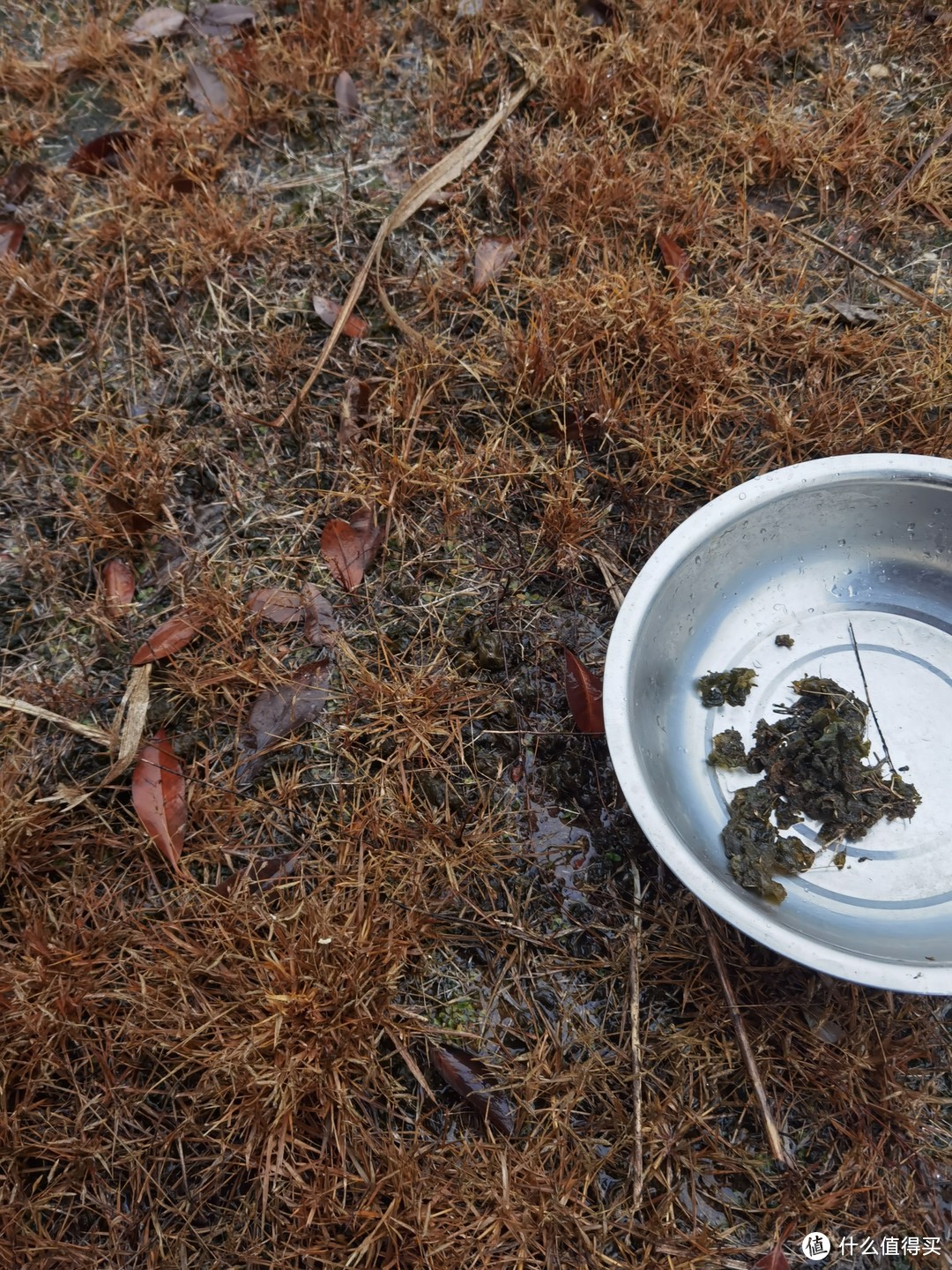 雨后大量出现！看起来难看的它，却是南方人爱尝鲜！